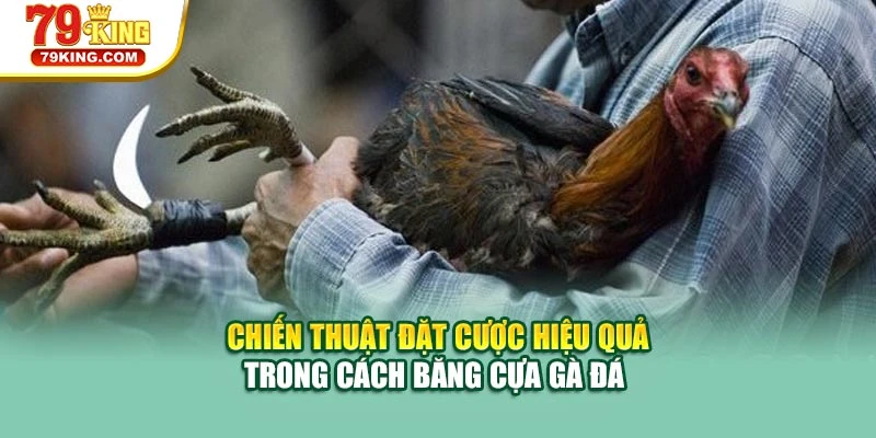 Chiến thuật đặt cược hiệu quả trong cách băng cựa gà đá 