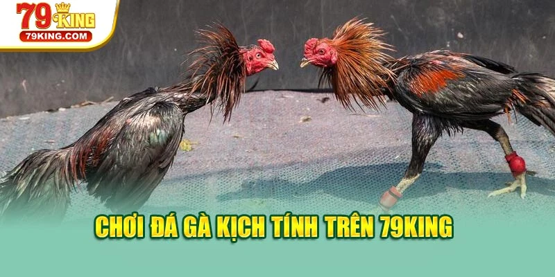 Chơi đá gà kịch tính trên 79KING