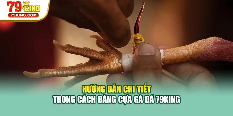 Hướng dẫn chi tiết trong cách băng cựa gà đá 79KING