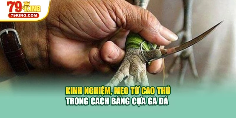 Kinh nghiệm, mẹo từ cao thủ trong cách băng cựa gà đá 